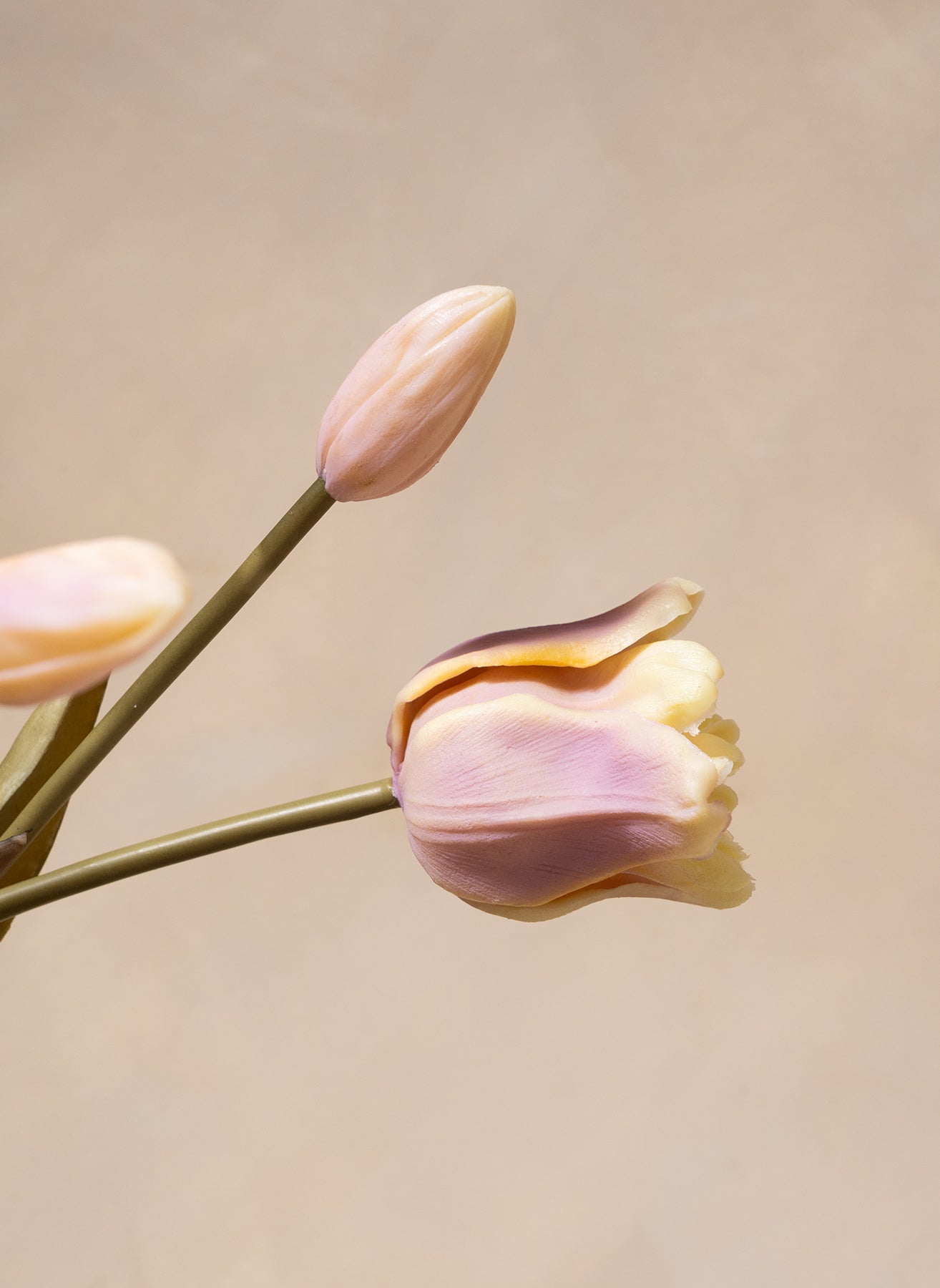 Tulipani Pappagallo - Viola