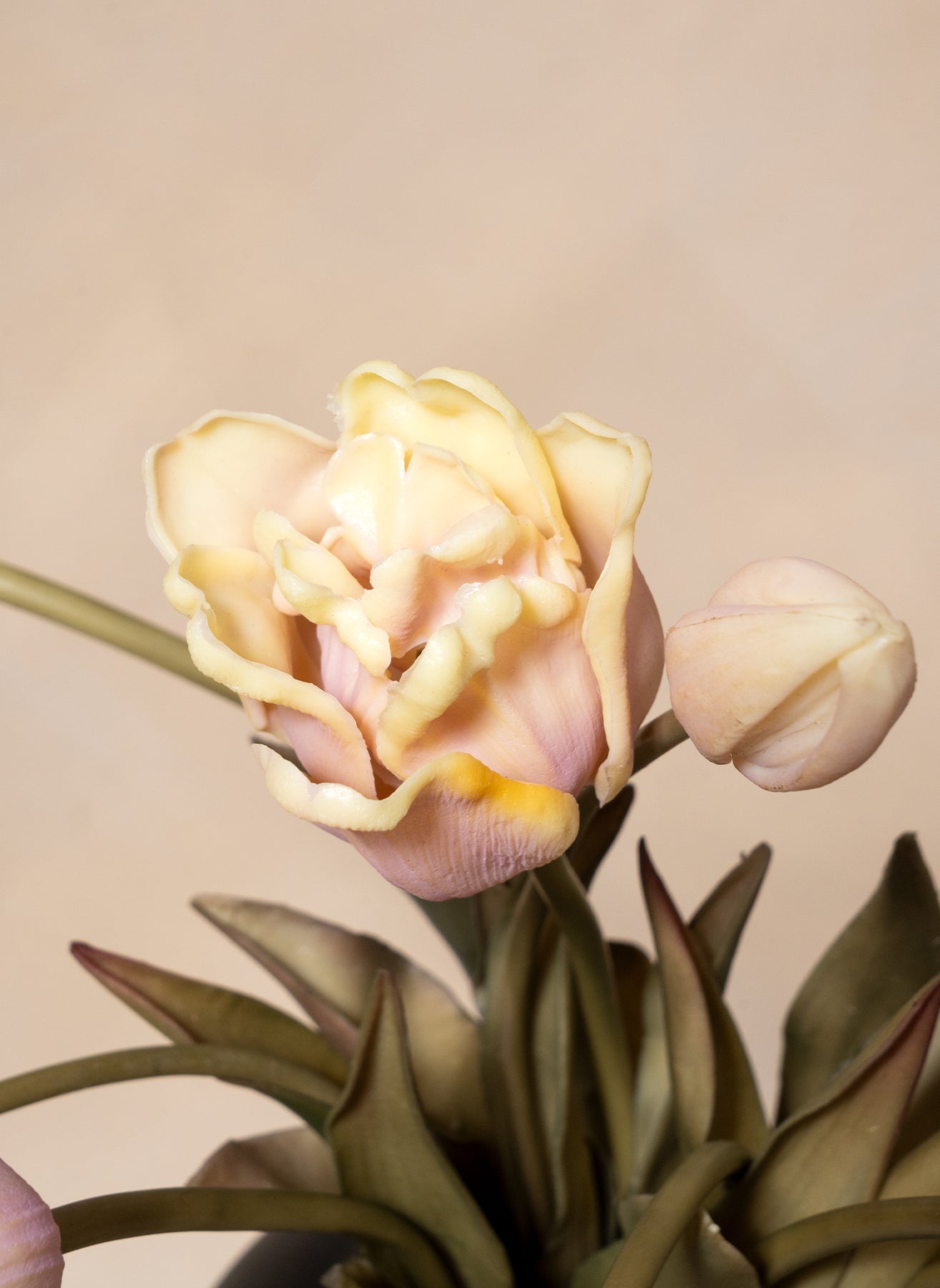 Tulipani pappagallo - Viola
