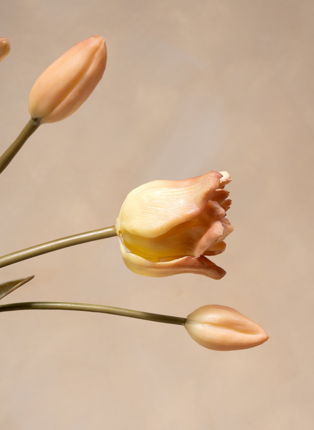Tulipani Pappagallo - Caffè