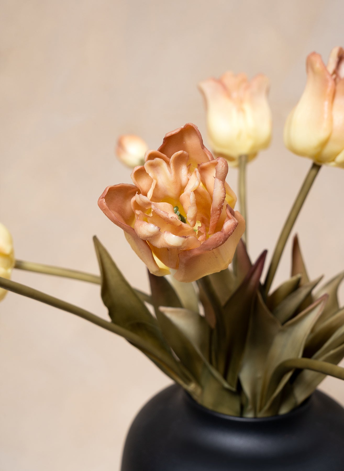 Tulipani pappagallo - Caffè
