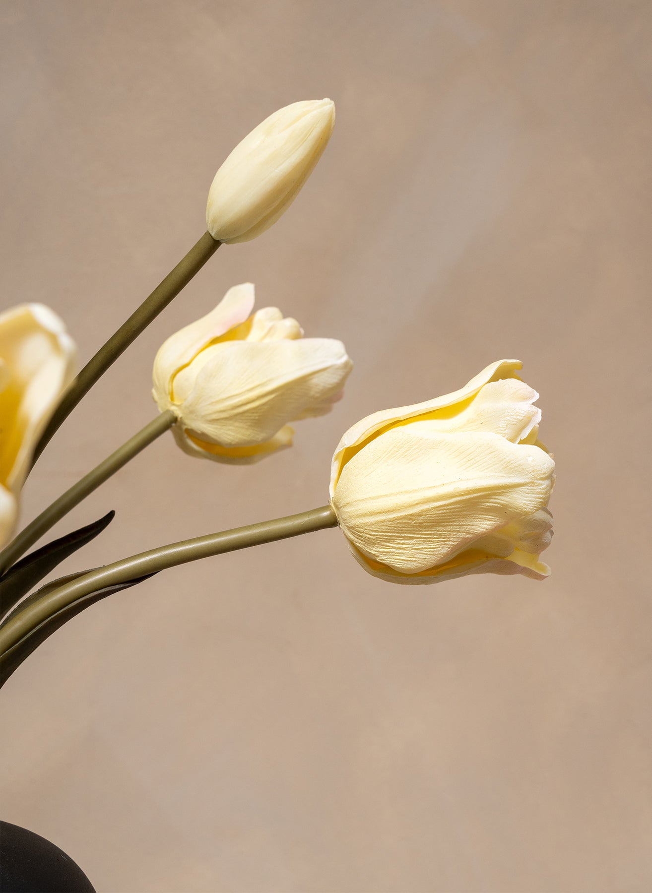 Tulipani Pappagallo - Bianco