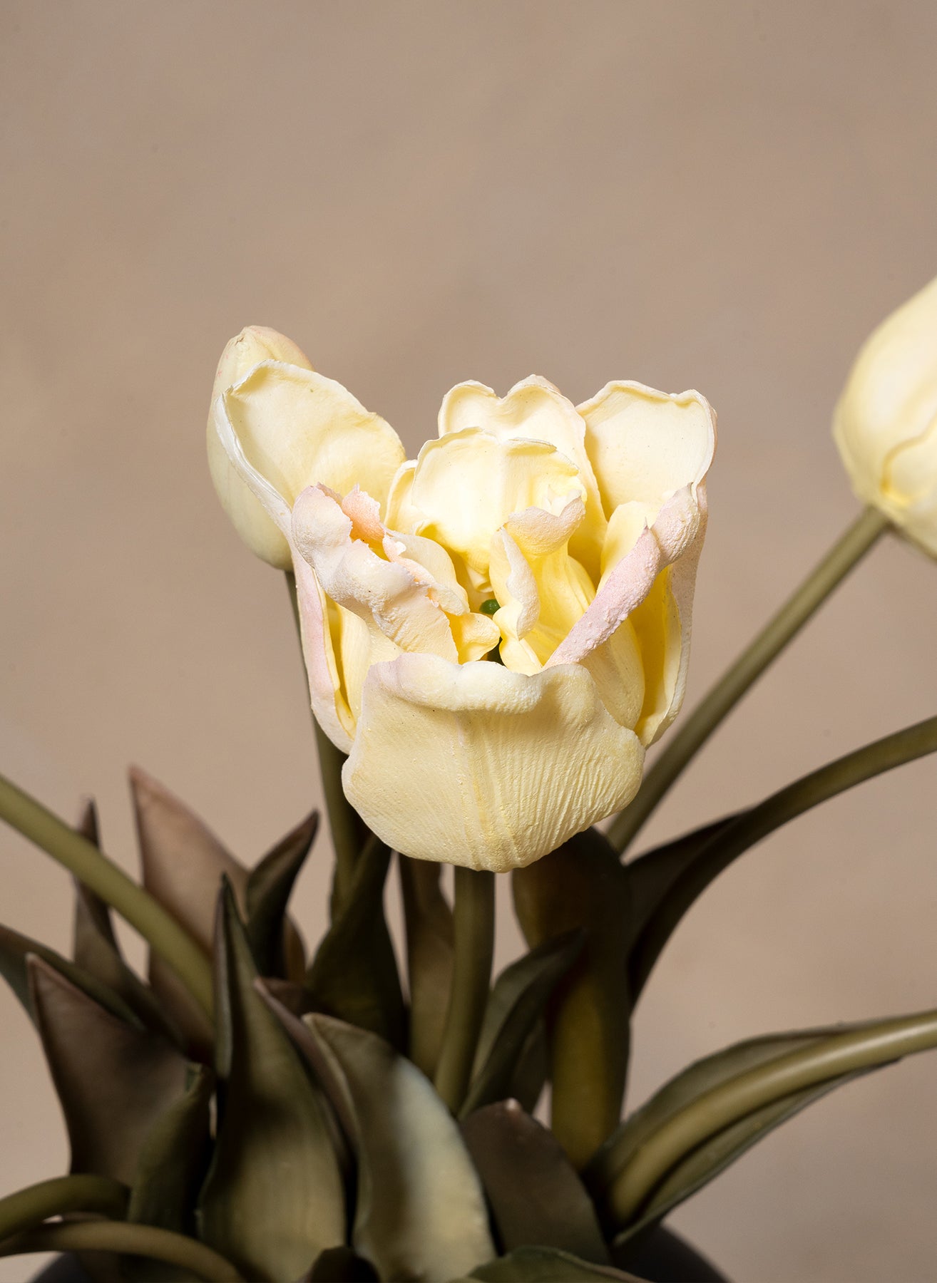 Tulipani pappagallo - Bianco