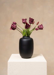 Tulipani pappagallo - Viola