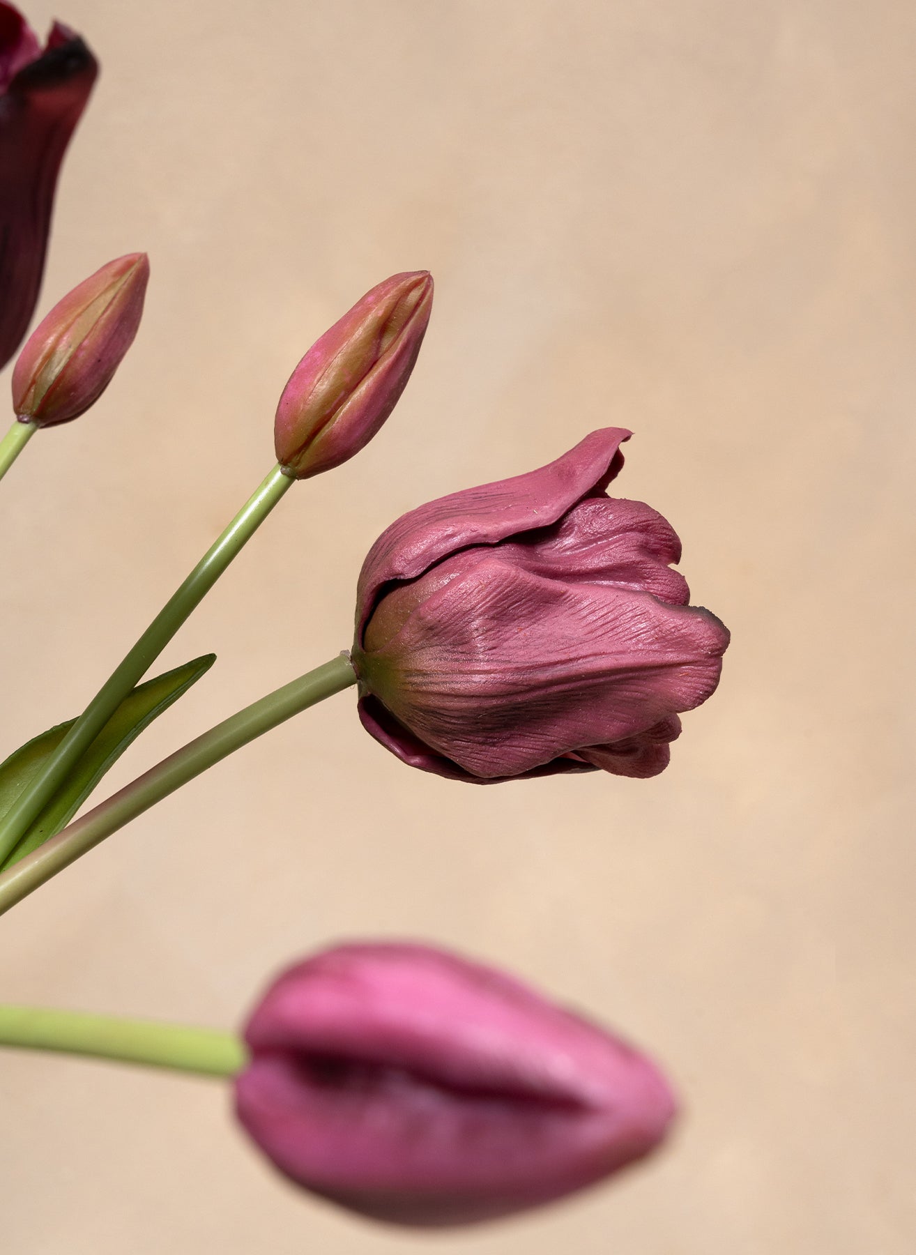 Tulipani Pappagallo - Viola