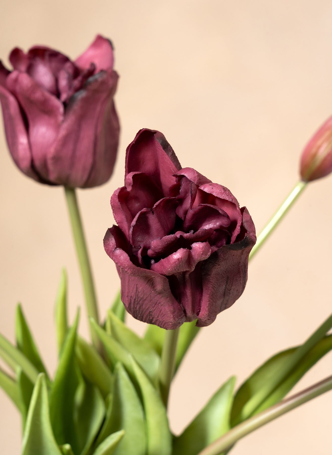 Tulipani pappagallo - Viola