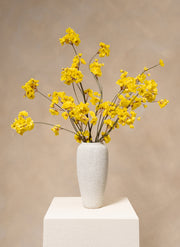 Gelsomino Invernale - Giallo