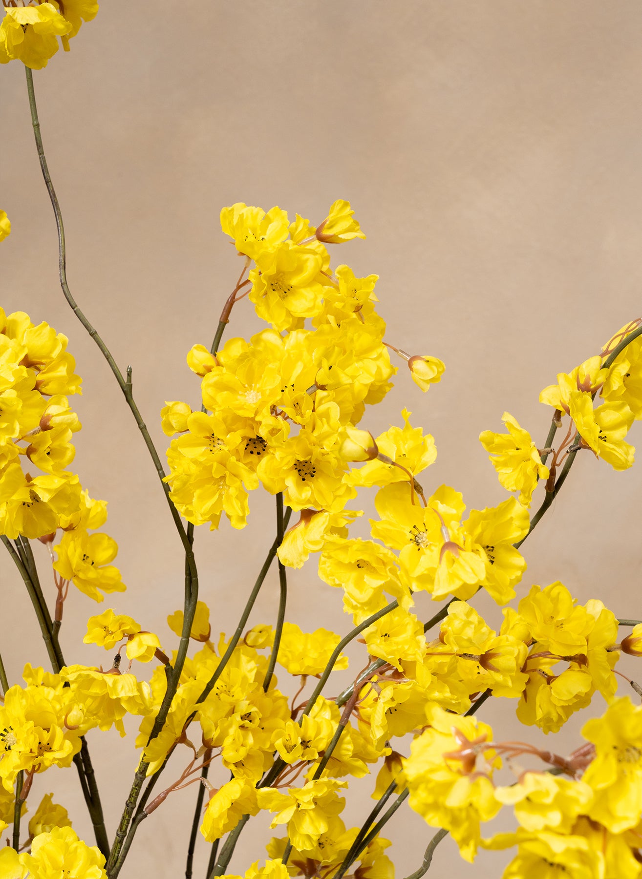 Gelsomino Invernale - Giallo