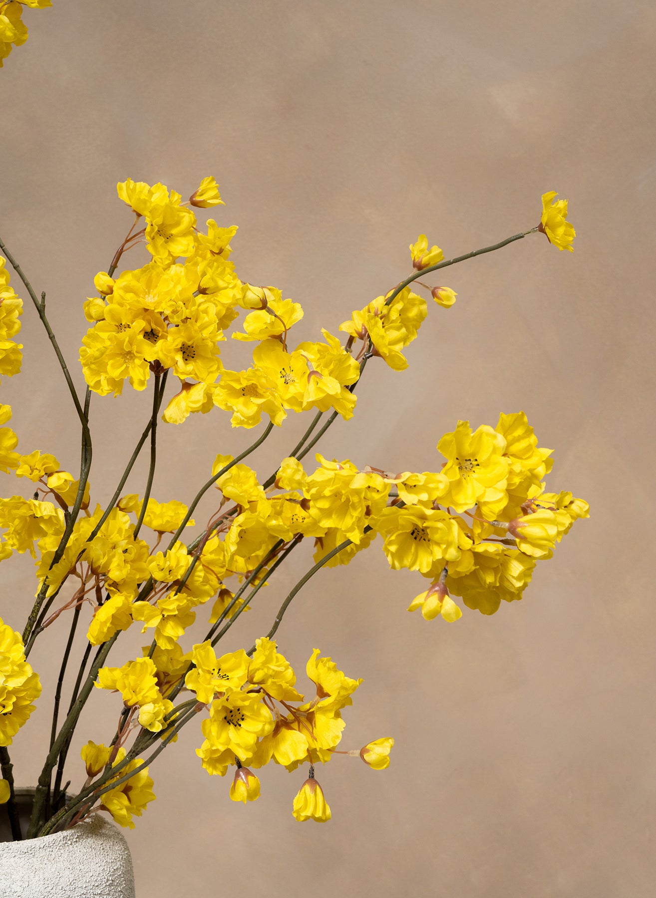 Gelsomino Invernale - Giallo