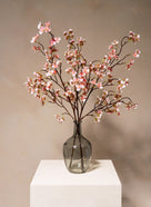 Fiori di Ciliegio - Rosa antico