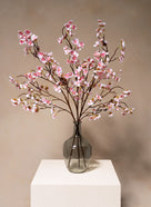 Fiori di Ciliegio - Rosa